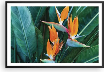 Produktbild von Gerahmtes Poster - Schwarzer Rahmen - Himmlisch Vogel Blume - 91,5x61 cm - Wand Bild - Wanddeko - Wandbilder - Kunstposter - Wandposter - Bilderrahmen - Bilder - Kunstdruck - P2BAA91x61-4980