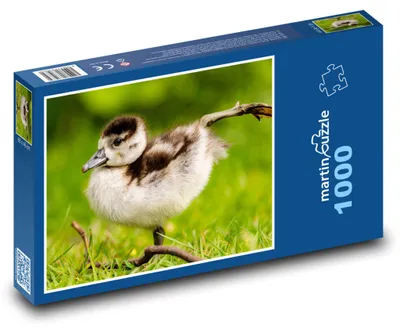 Obrázok produktu pre Puzzle 1000 Mláďa husice nilskej - martinpuzzle