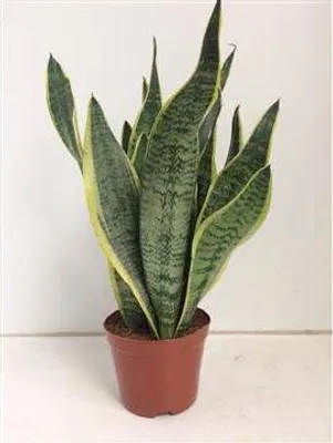 Obrázok produktu pre Sansevieria Futura Superba - izbová rastlina, priemer 14cm, výška 40cm