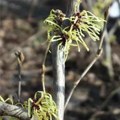 Produktbild von Hamamelis intermedia Pallida - Zaubernuss - 40-60