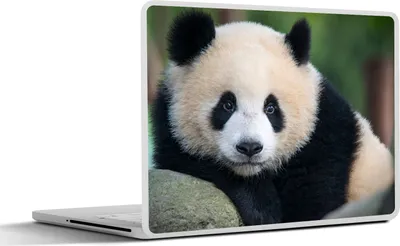 Produktbild von MuchoWow® Laptop Aufkleber Sticker Cover Panda - Wildtiere - Porträt - Stein 30x22 cm - Laptop-Sticker