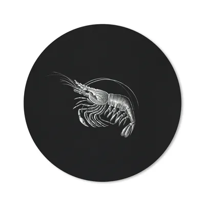 Produktbild von MuchoWow® Mauspad Mousepad Shrimps - Vintage - Ernst Haeckel - Tiere - Kunst 20x20 cm - Mousepads - Maus Mat - Pad - Mausunterlage - Schreibtischmatte