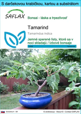 Obrázok produktu pre SAFLAX Darčeková sada - tamarind - Tamarindus indica - 4 Semená - S darčekovou krabičkou, prepravným štítkom, darčekovou kartou a pestovateľským médiom