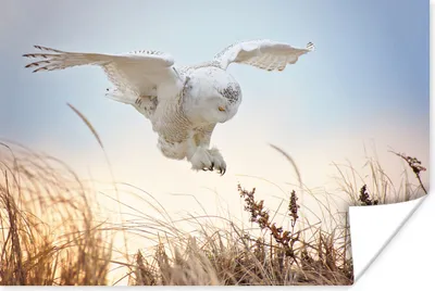 Produktbild von MuchoWow® Poster Schneeeule landet auf einer Sanddüne 30x20 cm - Plakate - Print