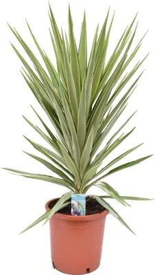 A potted Yucca elephantipes Jewel plant against a white background.