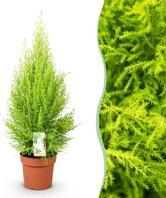 Produktbild von Green boutiQ - Zimmerpflanzen - Cupressus Gold Crest Wilma - Zimmerkoniferen - Wenig Pflege - Grün - 1 Pflanze - Topf 21cm - Höhe 85-95cm