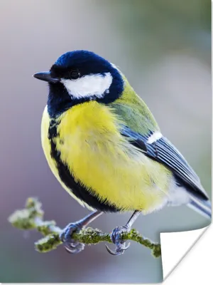 Produktbild von MuchoWow® Poster Kohlmeise - Vogel - Zweig 90x120 cm - Wohnzimmer