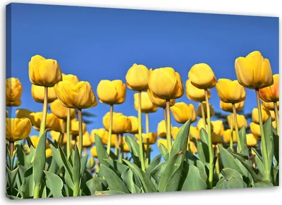 Produktbild von Leinwandbild gelbe tulpen auf einer wiese 100x70 cm Feeby blau wandbild bereit zum aufhängen