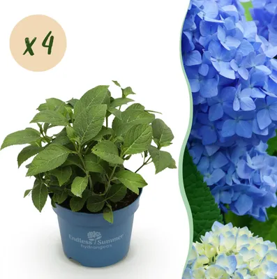 Immagine prodotto di Ortensia Endles Summer The Orginal Blue - Ortensia - Difficile - Blu - 4 piante - 20-25cm - Ø14cm - Pianta da giardino
