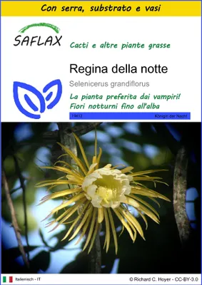 Immagine prodotto di SAFLAX Insieme di coltivazione - Regina della notte - 40 semi - Selenicerus