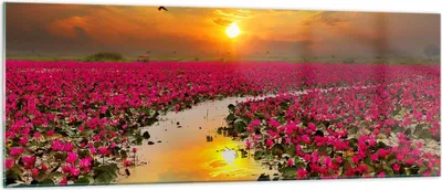Produktbild von Bilder auf glas - See Blumen - 140x50cm - Glasbilder - Wandbilder - Bilder - Kunstdruck - zum Aufhängen bereit - Wanddekoration aus Glas - Glas Bilder - Wandbild auf Glas - Einteilig - GAB140x50-3769