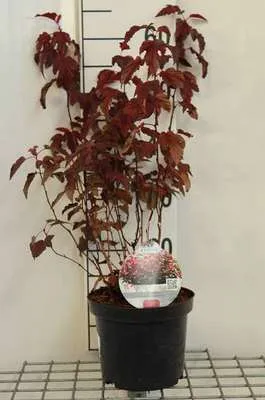 Produktbild von Physocarpus opulif. 'Little Angel'® - Fasanenspiere Little Angel 40- 50 cm - Container