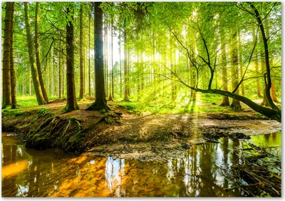 Produktbild von Tulup® Leinwandbild - 100x70 cm - Wandkunst - Drucke auf Leinwand - Leinwanddruck  - Landschaften - Grün - Wasserfall im Wald