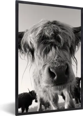 Produktbild von MuchoWow® Gerahmtes Poster Schottischer Highlander - Schwarz - Weiß - Tiere 60x90 cm - Poster mit Schwarzem Bilderrahmen Wandposter Rahmen Foto Bilder - Kunst