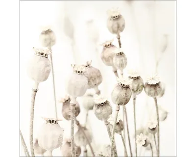 Produktbild von Glasbild Dried Poppies 50x50 cm