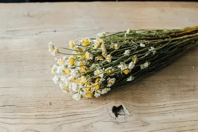 Produktbild von Ammobium alatum getrocknet mit Blüten ca. 60cm | Papierknöpfchen