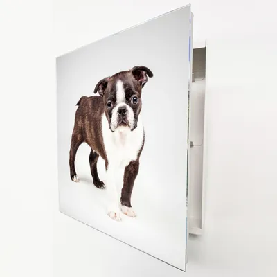 Produktbild von Schlüsselkasten Weiß Metall, süßer Hund Welpe Motiv hinter Glas, Moderne Schlüsselbox rechtsöffnend, 32x28x6,5 cm, 20 Haken für Ordnung im Flur.