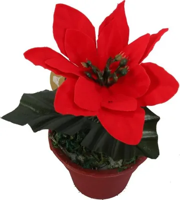 Immagine prodotto di Stella di Natale in vaso 10 cm rosso