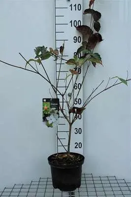Produktbild von Cornus kousa 'China Girl' - Chinesischer Blumenhartriegel  50- 60 cm Container