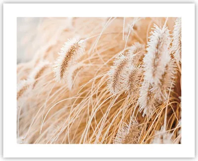 Produktbild von Poster - Poster ohne Rahmen - Gras Boho Licht - 50x40 cm - Wand Bild - Wanddeko - Wandbilder - Kunstposter - Wandposter - Bilder - Kunstdruck - Wanddekoration - Wandbild - P2XAA50x40-4903