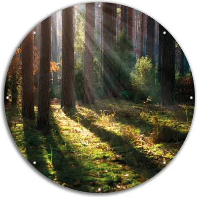 Produktbild von Wallario rundes Outdoor-Poster für Garten oder Balkon, Motiv Sonnenstrahlen im Herbstwald, 60 cm Durchmesser