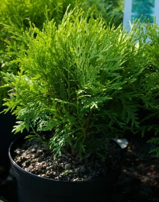 Produktbild von Gelbspitzen Lebensbaum Danica Aurea - Thuja occidentalis Danica Aurea - 25-30cm