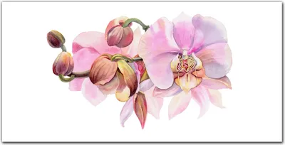 Produktbild von Coloray Bild aus Acryl 100 cm x 50 cm - Wanddekoration Wohnzimmer Acrylblock mit Bild Gehärtetes Acryl Dekoration Küche - Aquarell Orchideenblüte