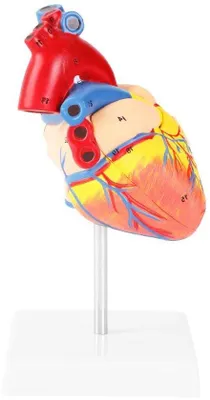 Immagine prodotto di Anatomisches Herzmodell für Wissenschaft und Kardiologie