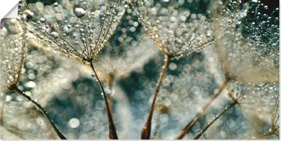 Produktbild von ARTland Poster Pusteblume Regenschauer Größe: 60x30 cm