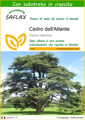 Immagine prodotto di SAFLAX - Cedro dell'Atlante - 20 semi - Con substrato - Cedrus
