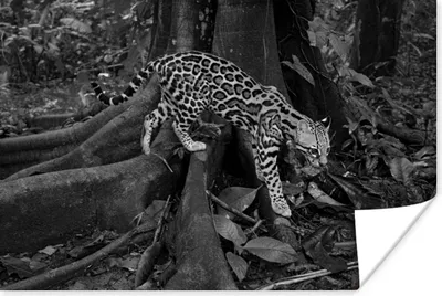 Produktbild von MuchoWow® Poster Ozelot im Dschungel von Costa Rica in Schwarz und Weiß 180x120 cm - Fotoplakat