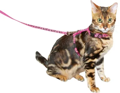 Produktbild von KERBL Katzengeschirr mit Leine