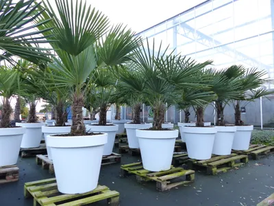 Produktbild von XXL Palme winterhart inkl. Pflanzkübel weiß, 160 - 190 cm Trachycarpus fortunei, Hanfpalme,