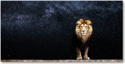 Produktbild von Tulup® Glas-Bild - 100x50 -Wandkunst - Wandbild hinter gehärtetem Sicherheitsglas  - Tiere - Löwe Sterne - Braun