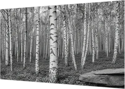 Produktbild von Selbstklebende Fototapete - Wandbilder für Wohnzimmer - 416x254 - Dekorative Wandfolie - Modernes Design für Wanddekoration - Tapeten für Innenräume - Birkenwald