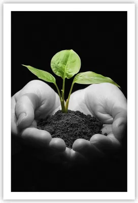 Produktbild von Poster - Poster ohne Rahmen - Natur Pflanze Wissenschaft Schutz - 61x91,5 cm - Wand Bild - Wanddeko - Wandbilder - Kunstposter - Wandposter - Bilder - Kunstdruck - Wandbild - P2XPA61x91-2188