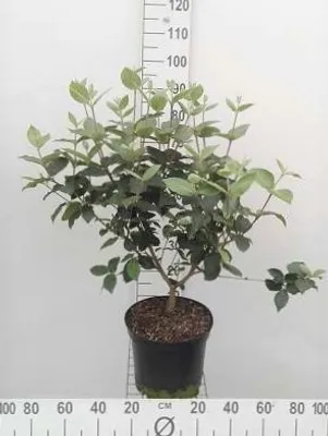Zdjęcie produktu dla Viburnum carlcephalum - Snowball 50- 60 cm - Pojemnik