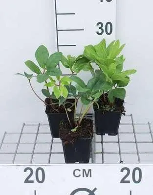 Produktbild von 6 x  Helleborus niger - Christrose - Topf 9 x 9 cm