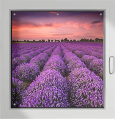 Produktbild von Wallario Lichtschutzbild, Dekorativer Sichtschutz Sonnenschutz 96 x 93 cm mit Motiv: Lavendelfeld unter rotem Himmel - Verdunklung ohne Bohren