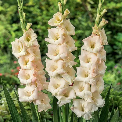 Obrázok produktu pre Ivory Perfection Veľkokvetý gladiolus 5 ks cibule gladiolusu