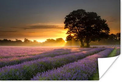 Produktbild von MuchoWow® Poster Maifeld-Lavendelfeld mit nebligem Sonnenaufgang 90x60 cm - Schlafzimmer