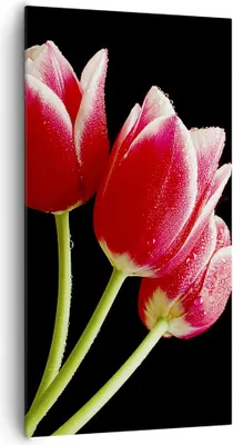 Produktbild von Bild auf Leinwand - Leinwandbild - Tulpe garten blume blumenstrauß - 65x120cm - Wand Bild - Wanddeko - Leinwanddruck - Bilder - Kunstdruck - Leinwand bilder - Wandkunst - PA65x120-1494