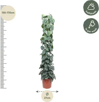 Produktbild von Efeutute – Scindapsus Pictus Trebie – Zimmerpflanze – 160cm – Ø27cm – pflegeleichte Kletterpflanze mit silber gemusterten Blättern