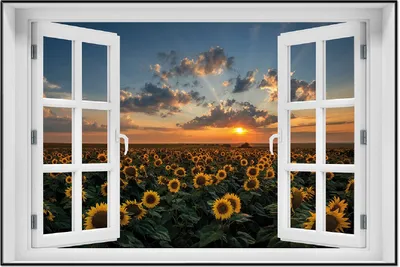 Produktbild von Wallario Wandbild mit Fenster-Illusion: Sonnenblumenwiese vor Wolken mit Sonnenuntergang, Größe: 61 x 91,5 cm, Poster mit schwarzem Aluminiumrahmen