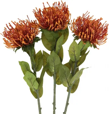 Produktbild von Nadelkissen Kunstblume Orange Leucospermum Protea 73cm 3er Set Dekoration, 3 Stück