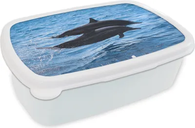 Produktbild von KitchenYeah® Lunchbox Brotzeit Brotdose 17x11 cm Delfin - Meer - Tier Kinder Brotzeitdose - Lunch Box - Kinder - Sandwich-Box - Schulbox - Lunch Boxen