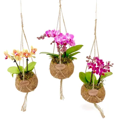 Obrázek produktu pro Kokodama Phalaenopsis (L)
