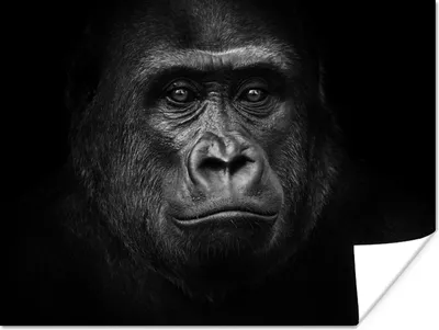 Produktbild von MuchoWow® Poster Gorilla - Schwarz - Weiß - Tiere - Porträt 160x120 cm - Foto Plakat