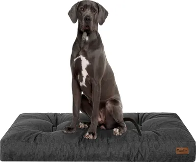 A Great Dane dog sits on a dark gray dog mattress against a white background.