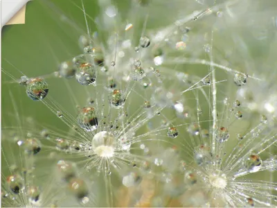 Produktbild von ARTland Wandbild, selbstklebend Wassertropfen Pusteblume Größe: 120x90 cm